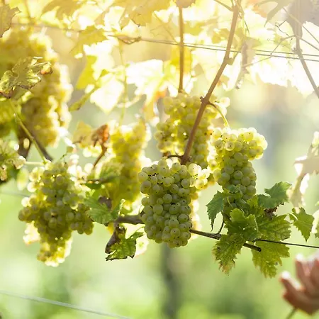 Weingut Schauer *