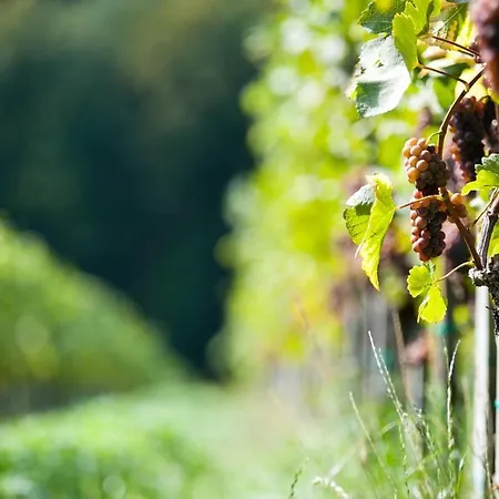 Farm stay Weingut Schauer *