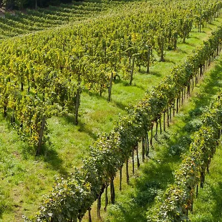 Weingut Schauer * Kitzeck im Sausal