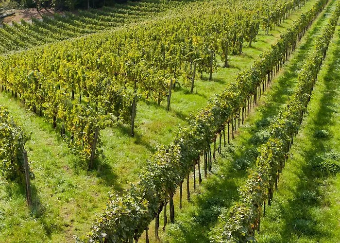 Weingut Schauer * Kitzeck im Sausal