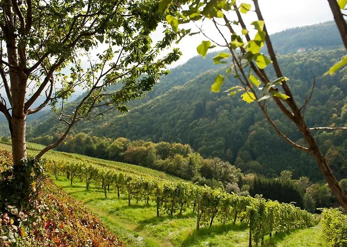 Alloggio per agriturismo Weingut Schauer *